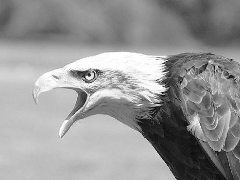 Znojmo Town Brewery — Loving Microbreweries as Much as We Do photo