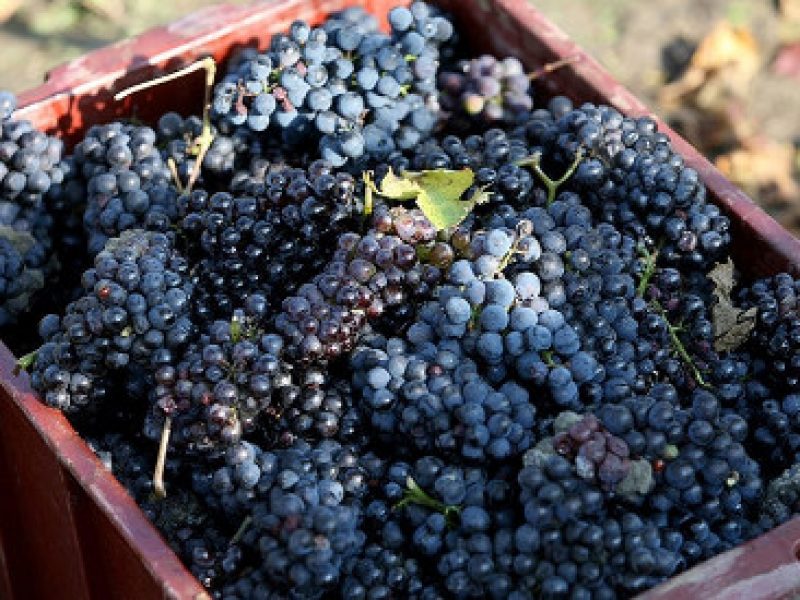 Bzenia Winery 2013 — Design of a New Vintage for a Family-Operated Luxury Winery Producing Organic Wines photo