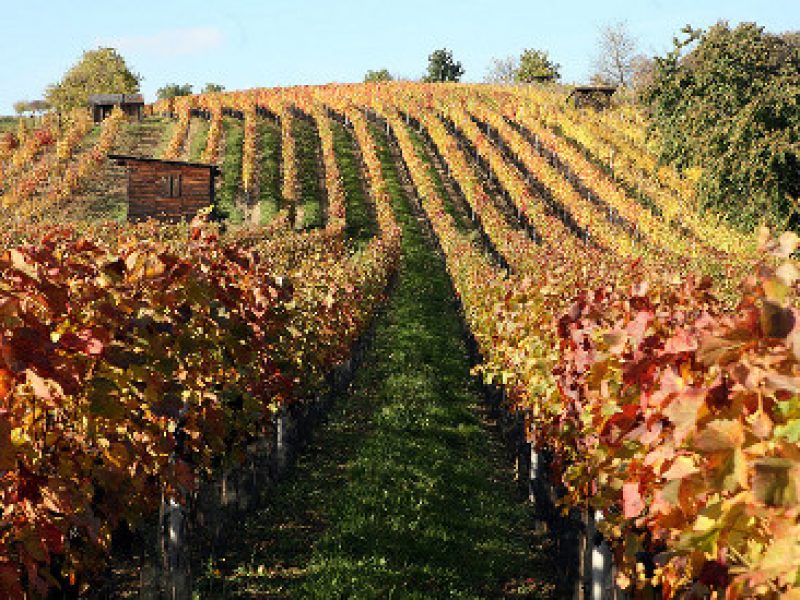 Bzenia Winery 2013 — Design of a New Vintage for a Family-Operated Luxury Winery Producing Organic Wines photo