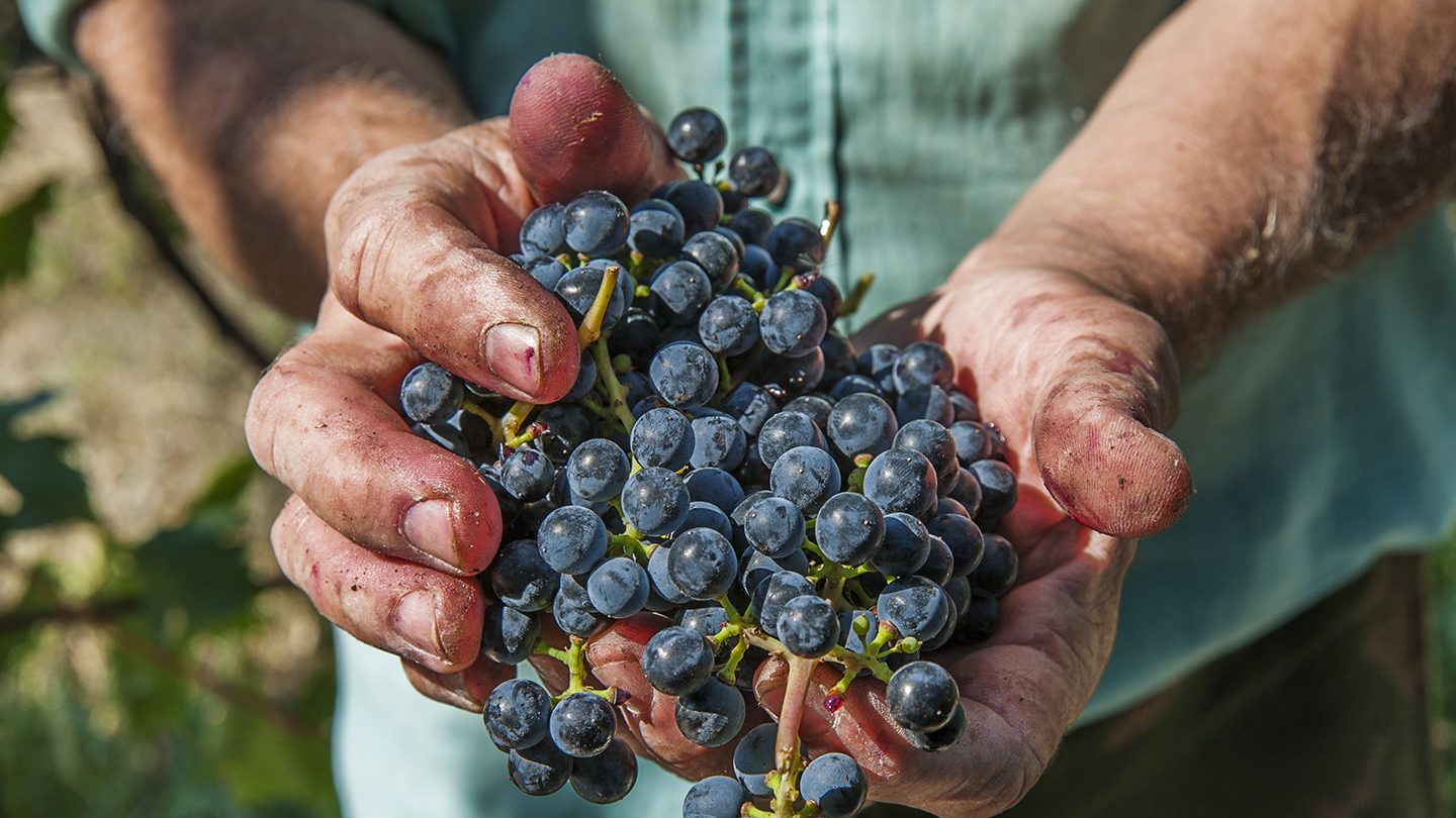 Bzenia Winery 2013 — Design of a New Vintage for a Family-Operated Luxury Winery Producing Organic Wines