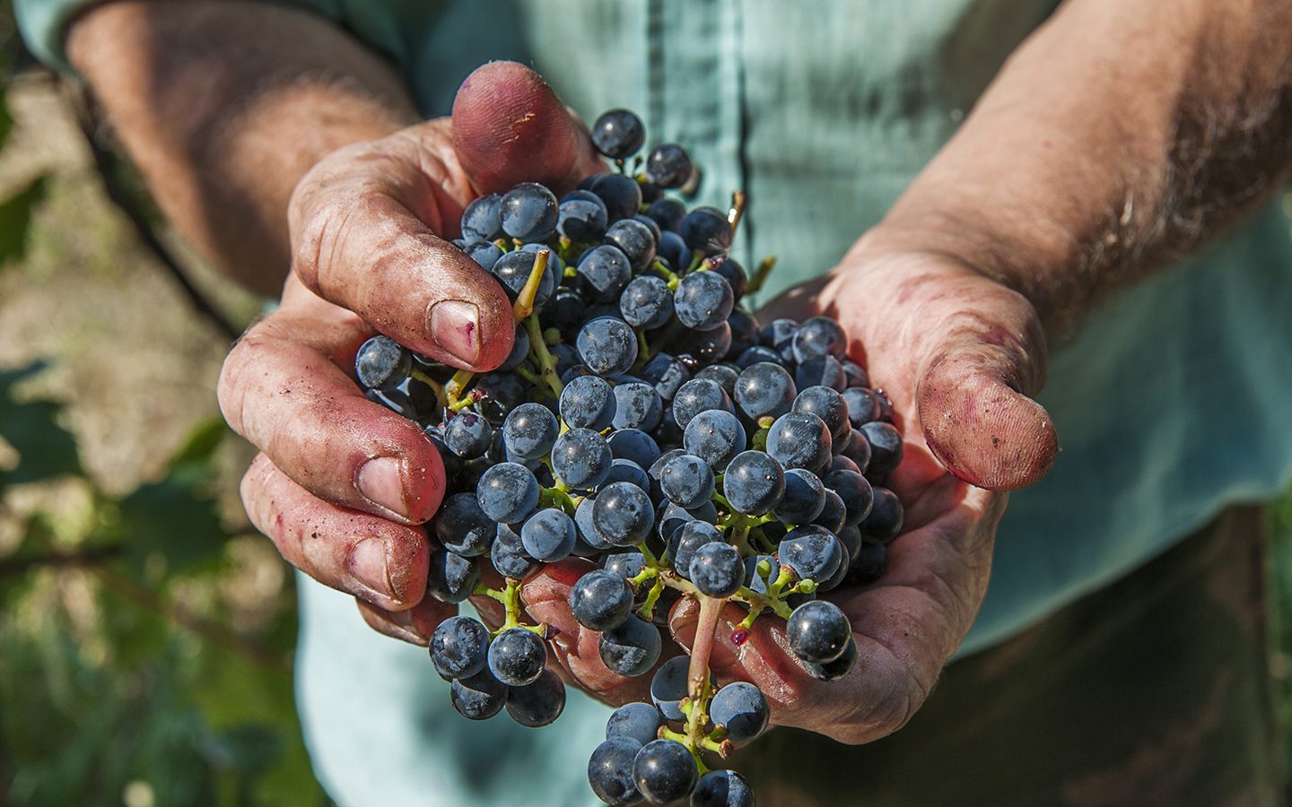 Bzenia Winery 2013 — Design of a New Vintage for a Family-Operated Luxury Winery Producing Organic Wines image