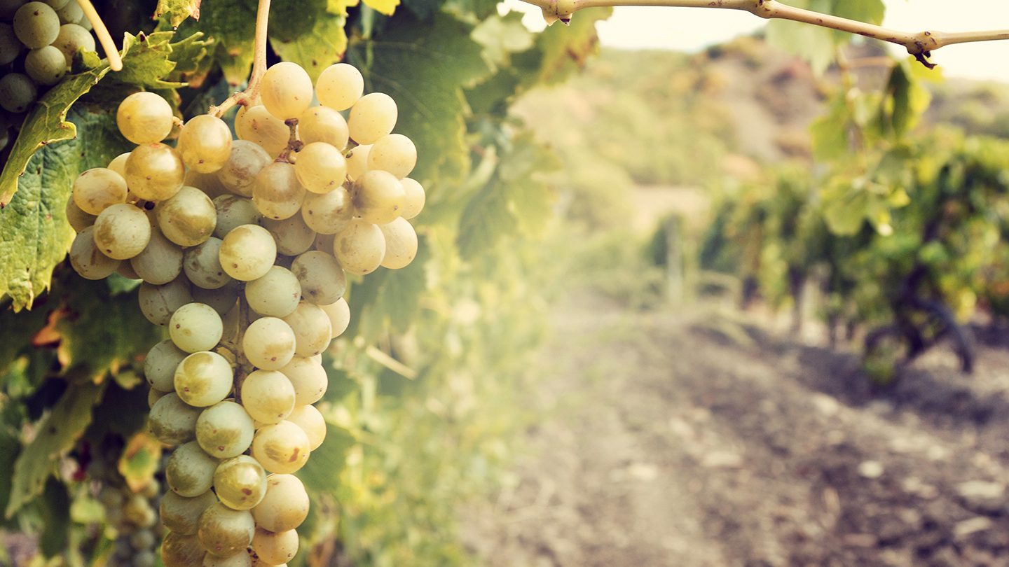 Bzenia Winery Rebranding — How We Created a New Visual Identity and an E-Commerce Website Incorporating AR