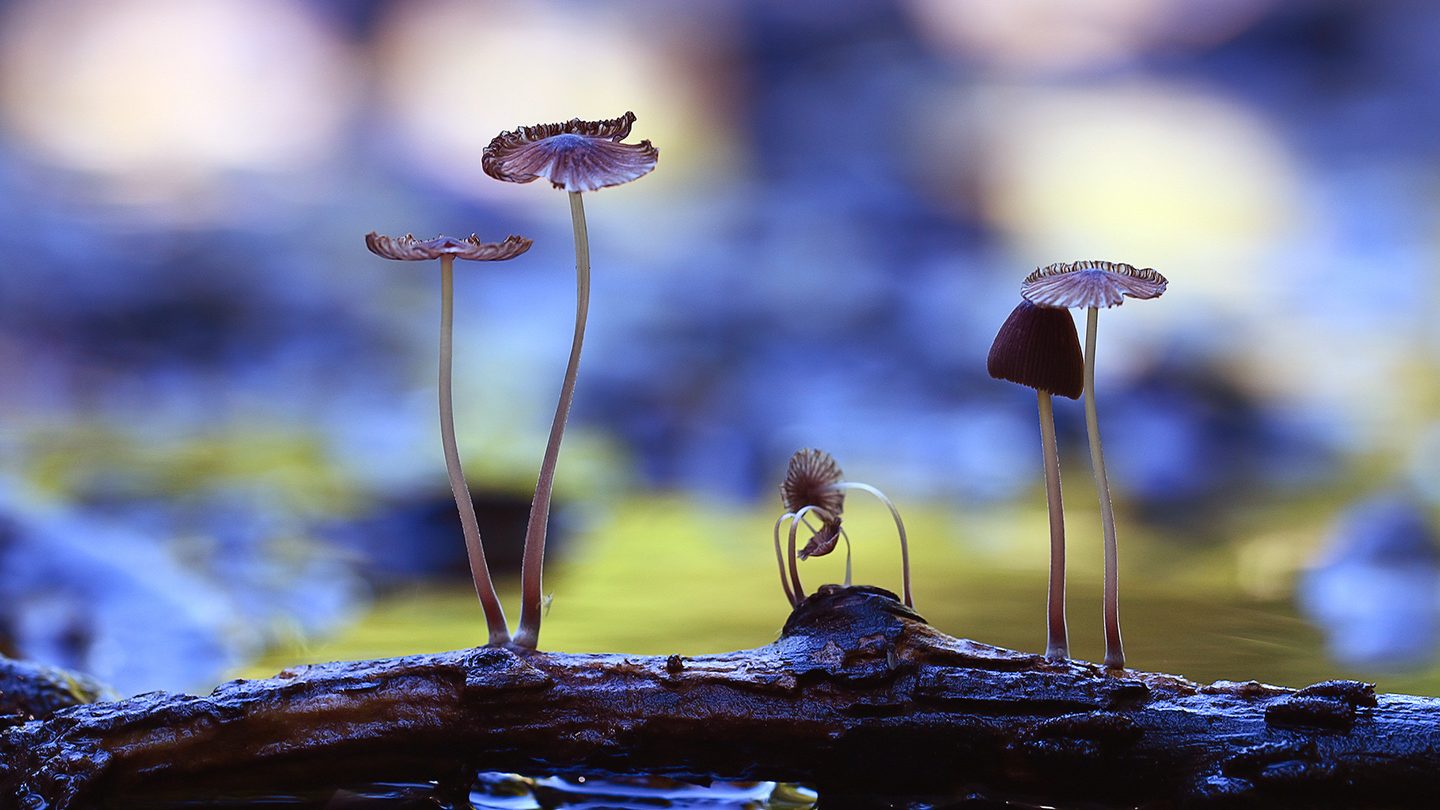 Mosaic House — New Website for a Vibrant Eco-Friendly Design and Music Hostel in Prague