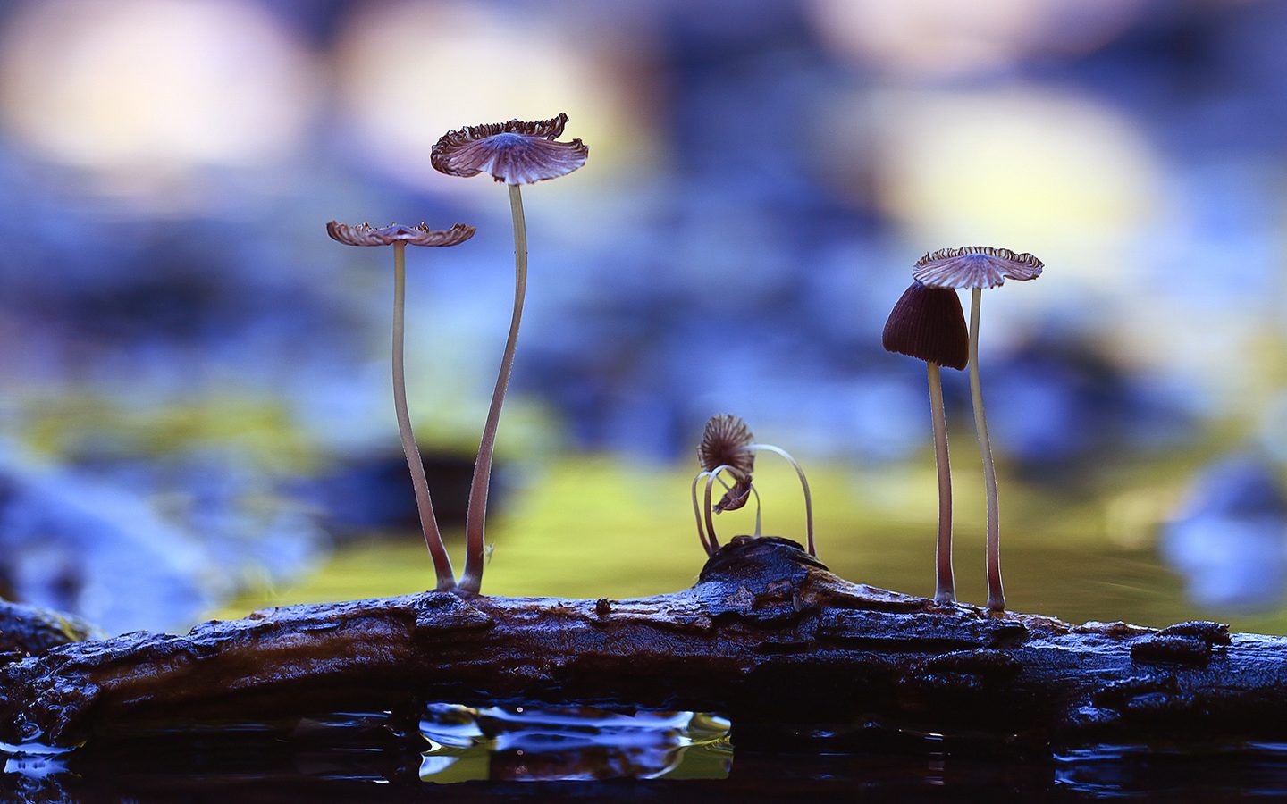 Mosaic House — New Website for a Vibrant Eco-Friendly Design and Music Hostel in Prague image