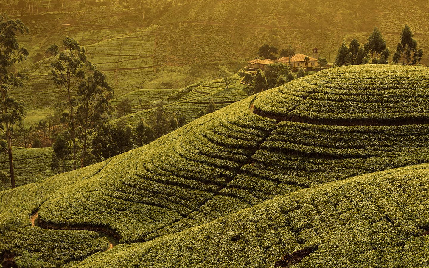 Tetley — The World’s Second-Largest Manufacturer and Distributor of Tea image