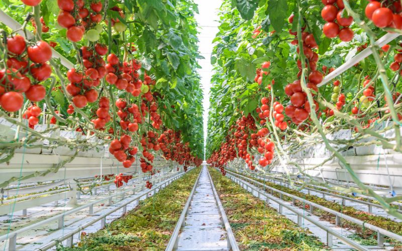 Bezdinek Farm — With Respect to Nature photo