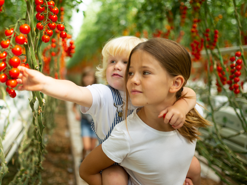 Bezdinek Farm — Building the Brand of the State-of-the-Art Production Greenhouse photo